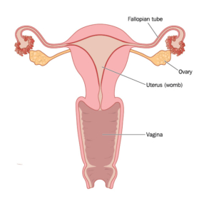 Uterus Womb