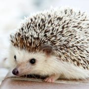 IGeL IGeL