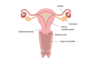 Gebärmutter/Uterus